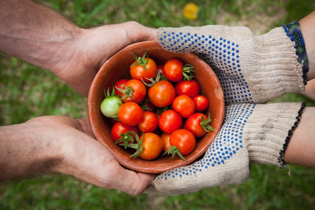 Two hands of community partnership come together, one pair gloved with cream-colored garden gloves with blue dots and one pair ungloved. The gardener is sharing a brown wooden bowl full of red cherry tomatoes. There is one unripe green tomato smaller than the rest.
